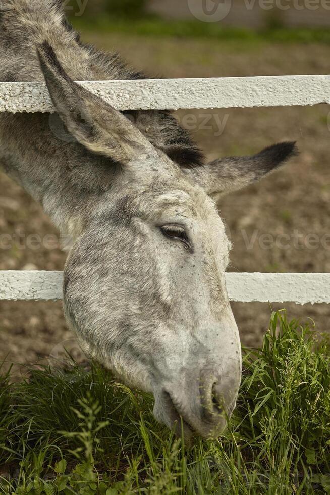 Donkey's head outside the fence 2 photo