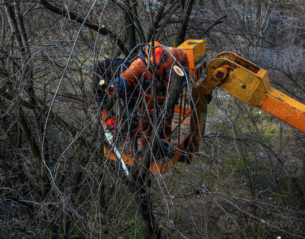 Municipal service workers stand with a chainsaw in a crane basket and trim dangerous trees photo