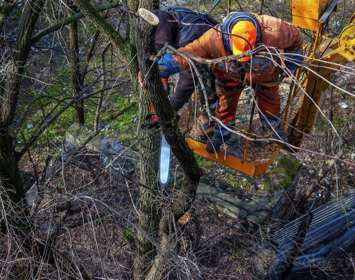 Municipal service workers stand with a chainsaw in a crane basket and trim dangerous trees photo