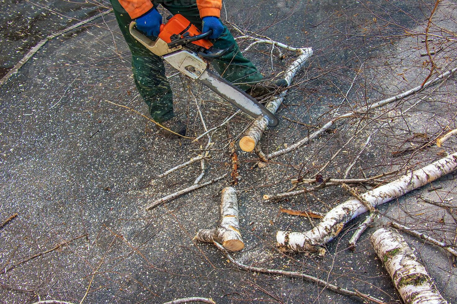 A municipal service worker cuts the branches of a tree. Greening of urban trees photo