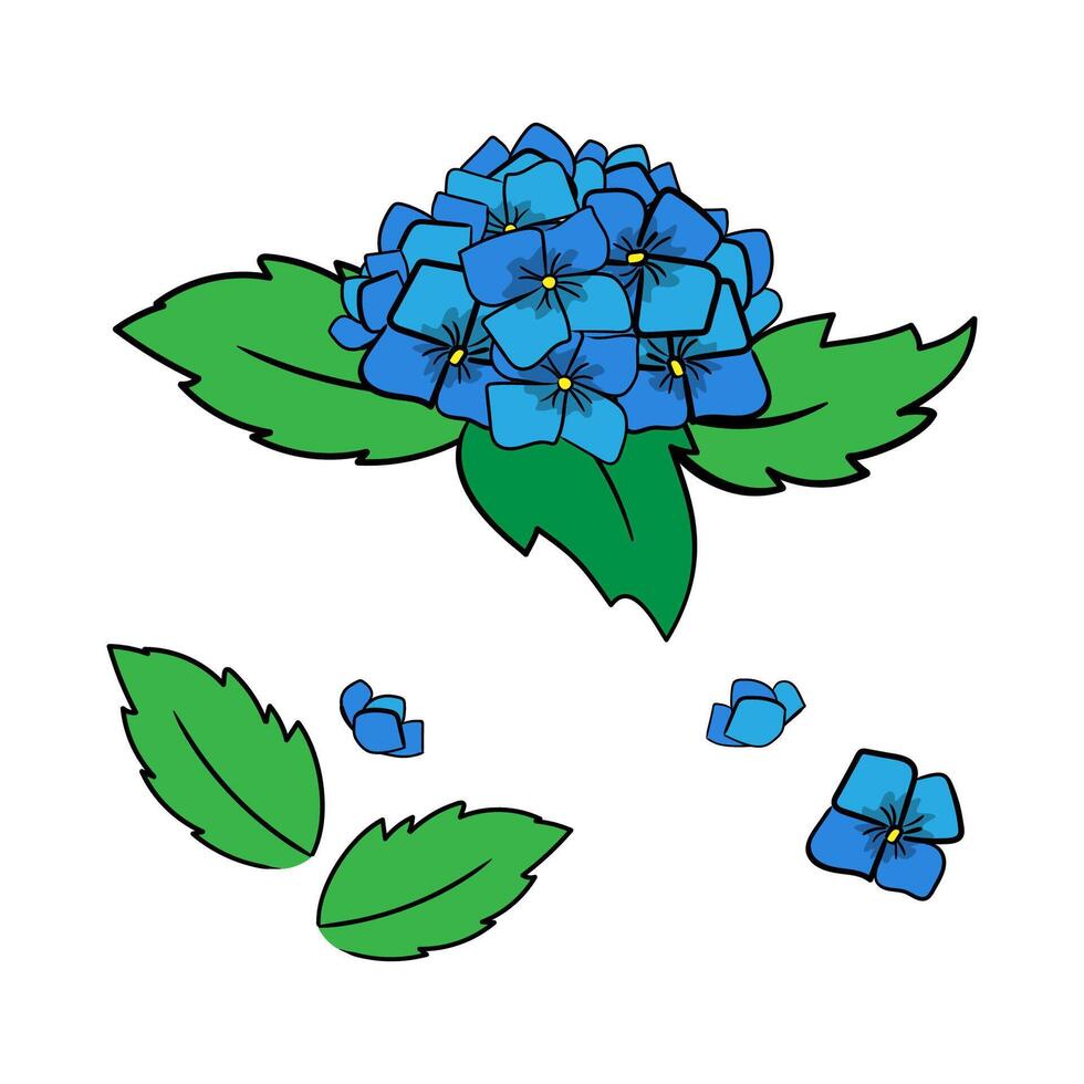 Set of Japanese hydrangea and leaves in hand-drawn style, concept about a rainy season. Isolated illustration for print, digital and more design vector