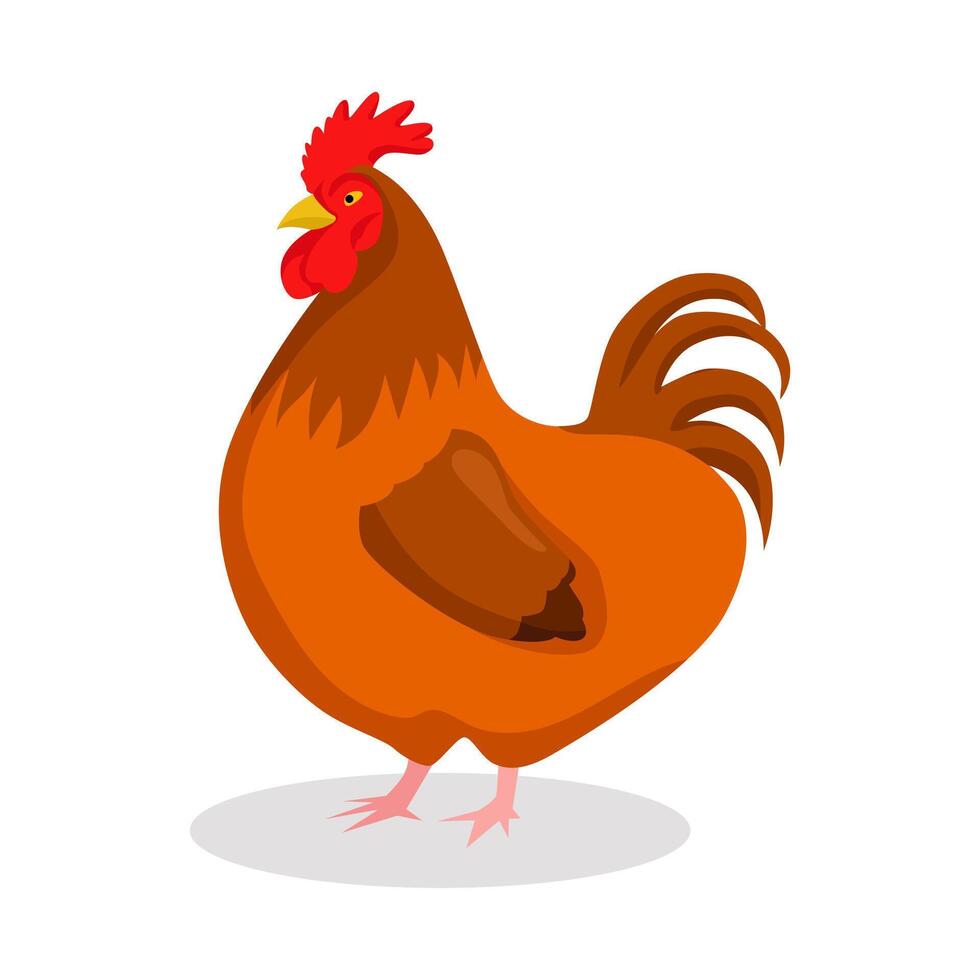 illustration of chicken animal vector