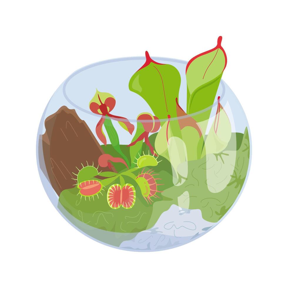 linda terrario en un vaso tarro con colección de carnívoro plantas con especializado hojas, oler ese trampa y digerir insectos para nutrición. flores ilustración aislado en blanco antecedentes vector