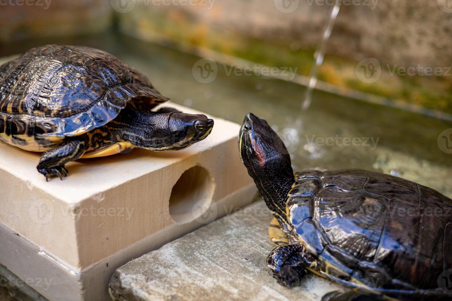 American freshwater turtle. A family of turtles in a zoo on the island of Malta. photo