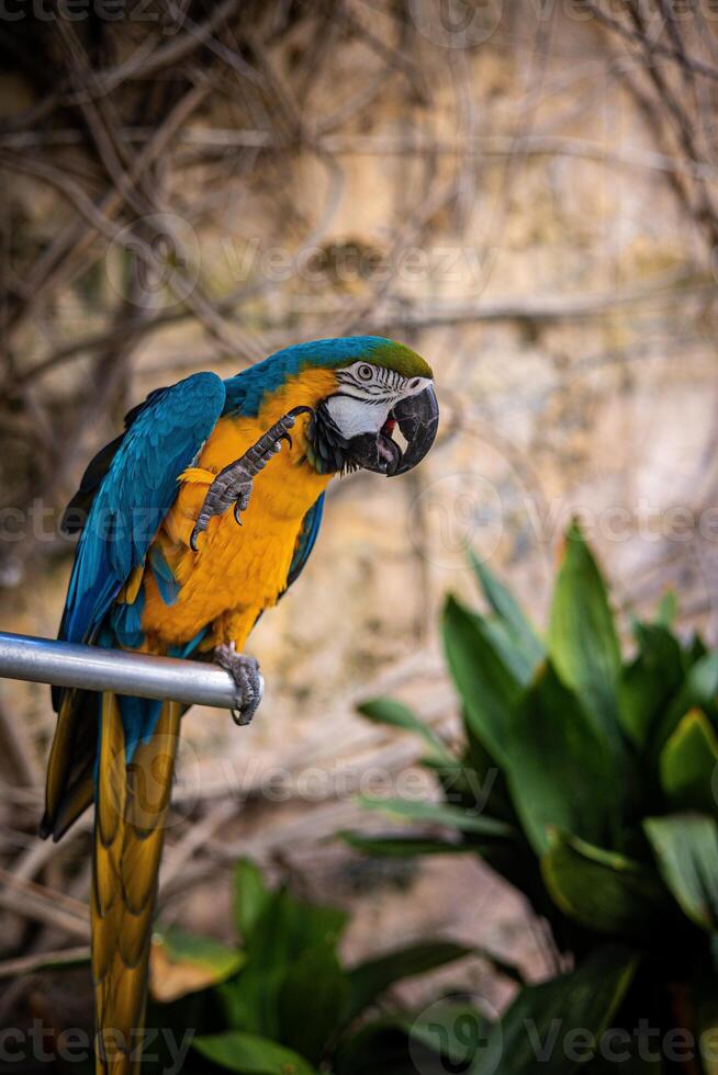 un azul amarillo guacamayo loro se sienta en un rama en un zoo. Malta isla foto