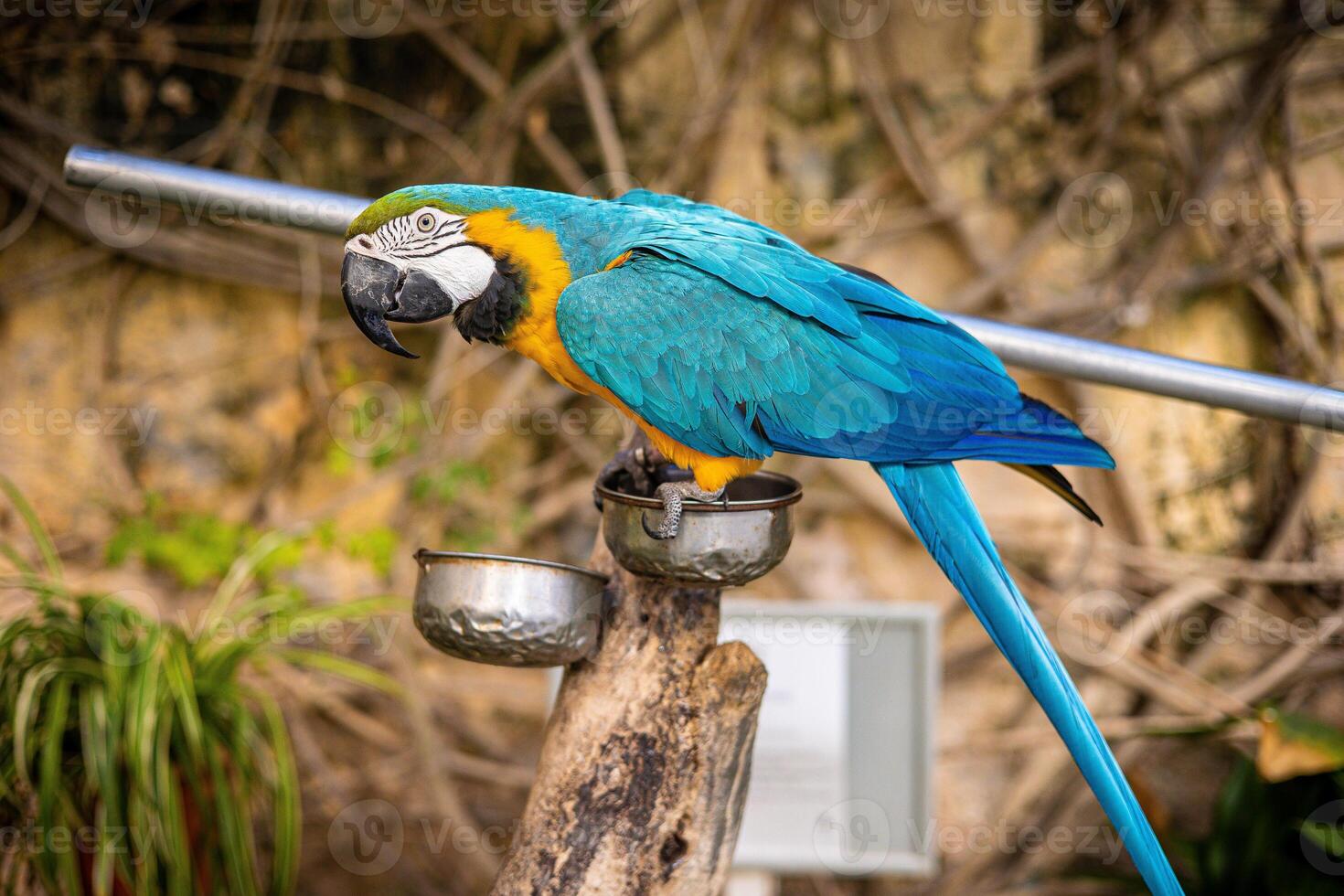 A blue-yellow macaw parrot sits on a branch in a zoo. Malta Island photo