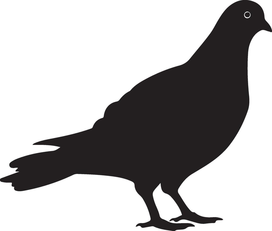 Pigeon Silhouette Illustration White Background vector