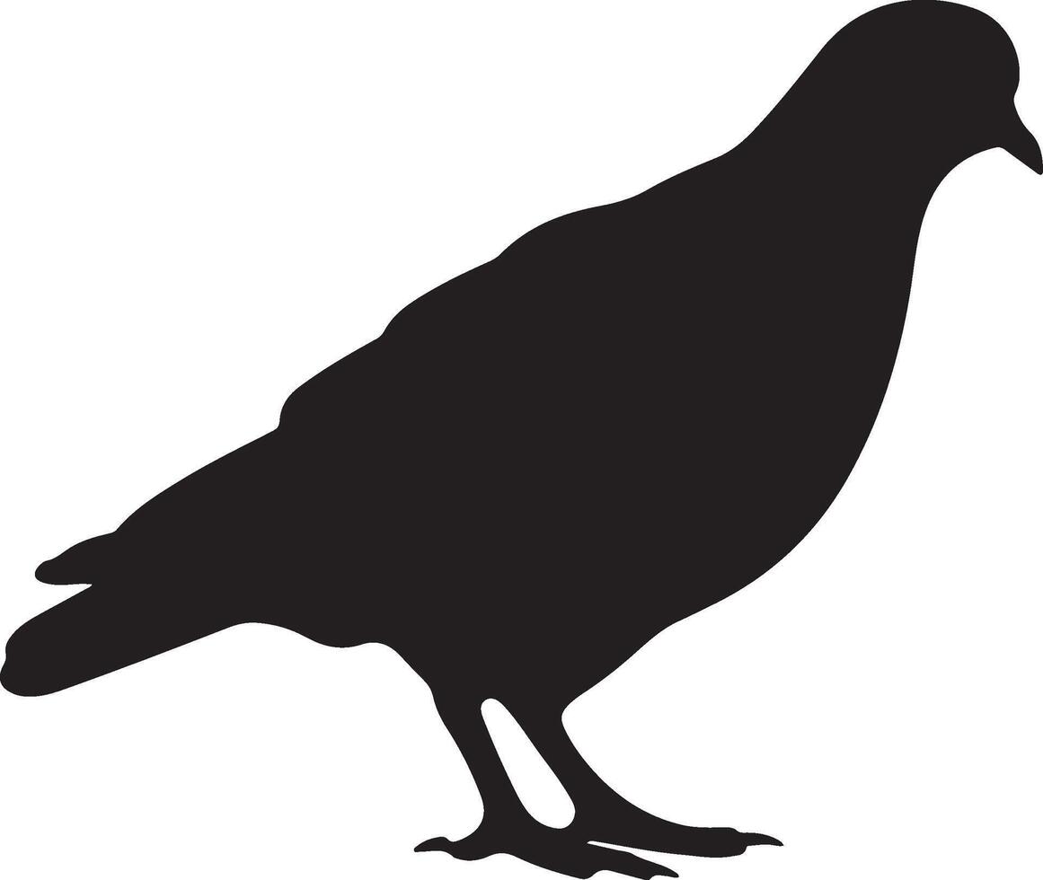 Pigeon Silhouette Illustration White Background vector