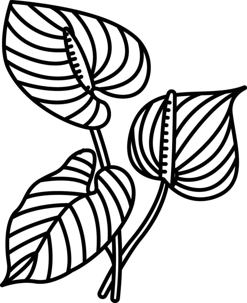 Anthurium flower outline illustration vector