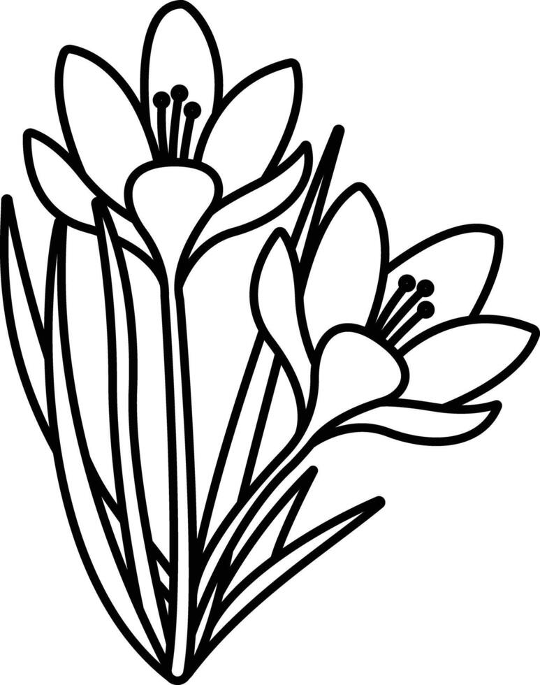 Crocus flower outline illustration vector
