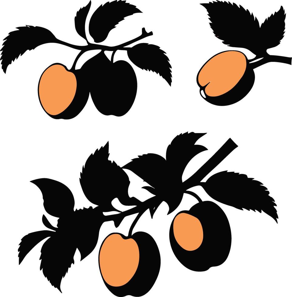 set of apricot illustration vector