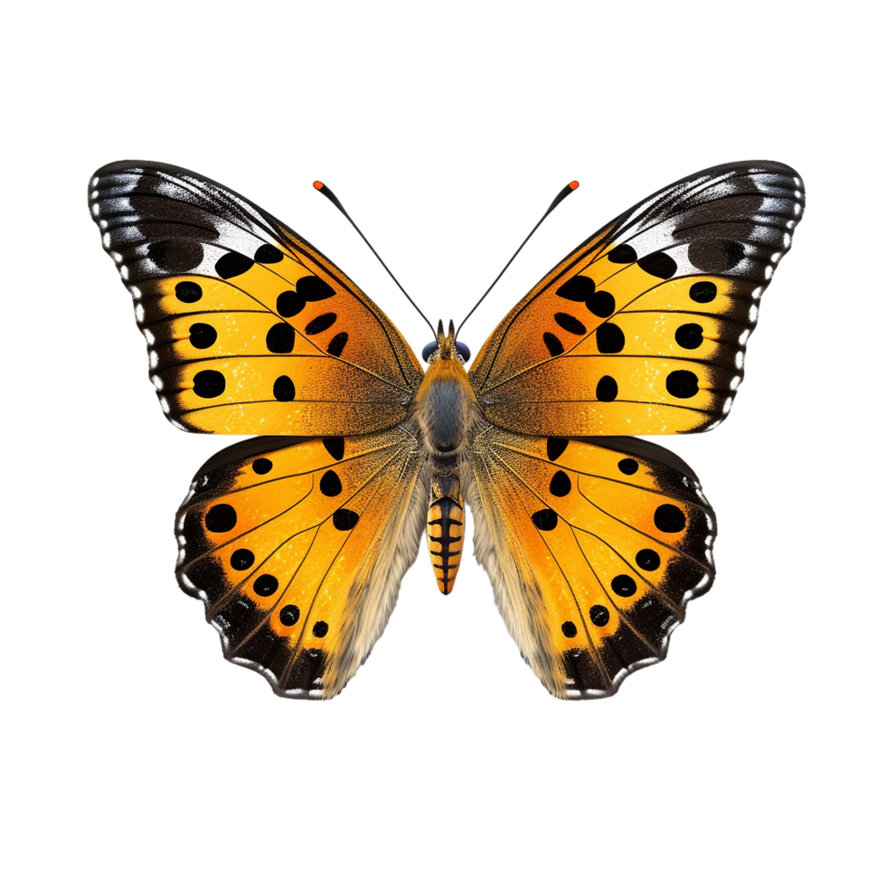 Butterfly isolated against transparent background png