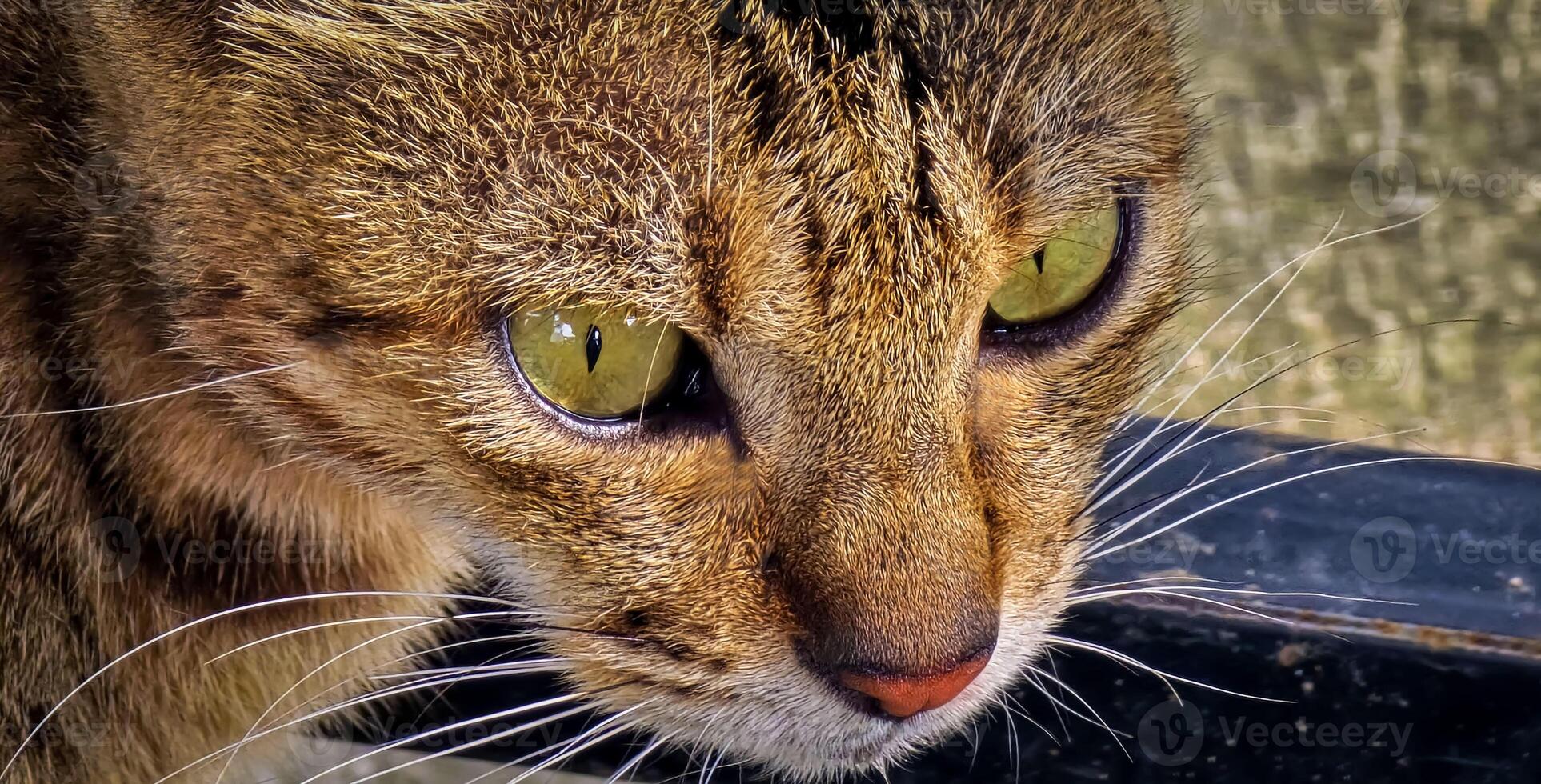 hermosa linda abandonado calle gato con mullido pelo, un extraviado gato en el calle foto