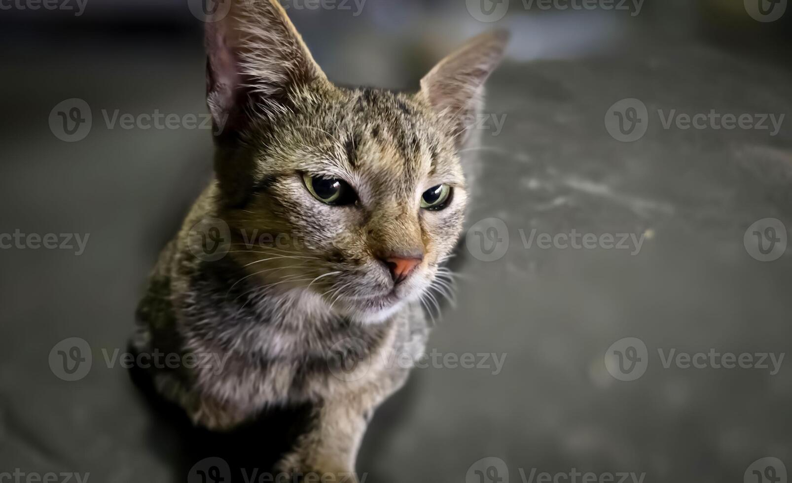 hermosa linda abandonado calle gato con mullido pelo, un extraviado gato en el calle foto