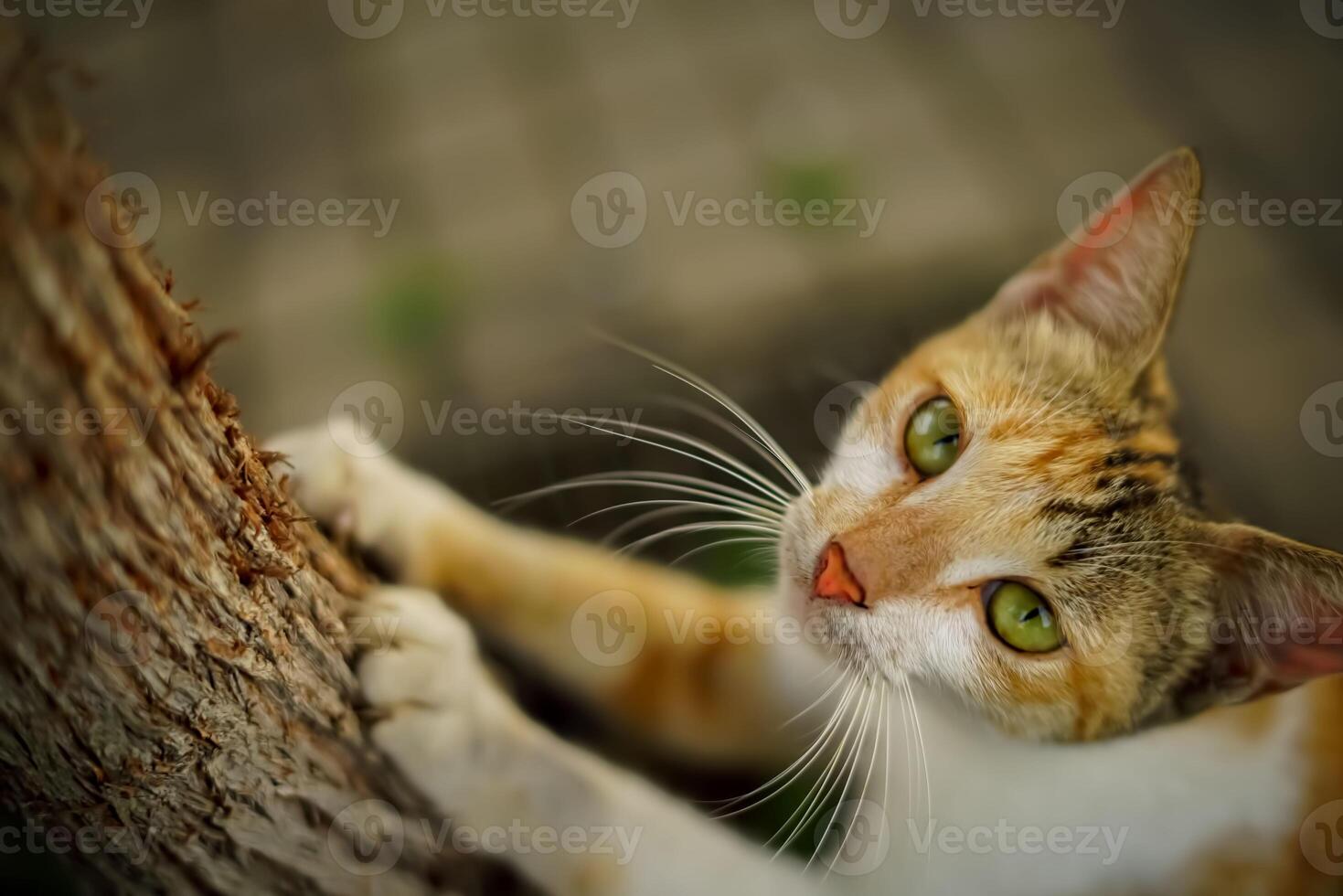 beautiful cute abandoned street cat with fluffy fur, a stray cat in the street photo