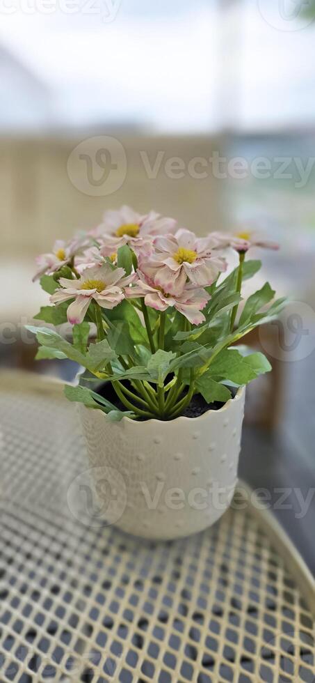 Beautiful decoration Plant in small pot. Green plant in small pot placed as room decorations and interior decor. photo