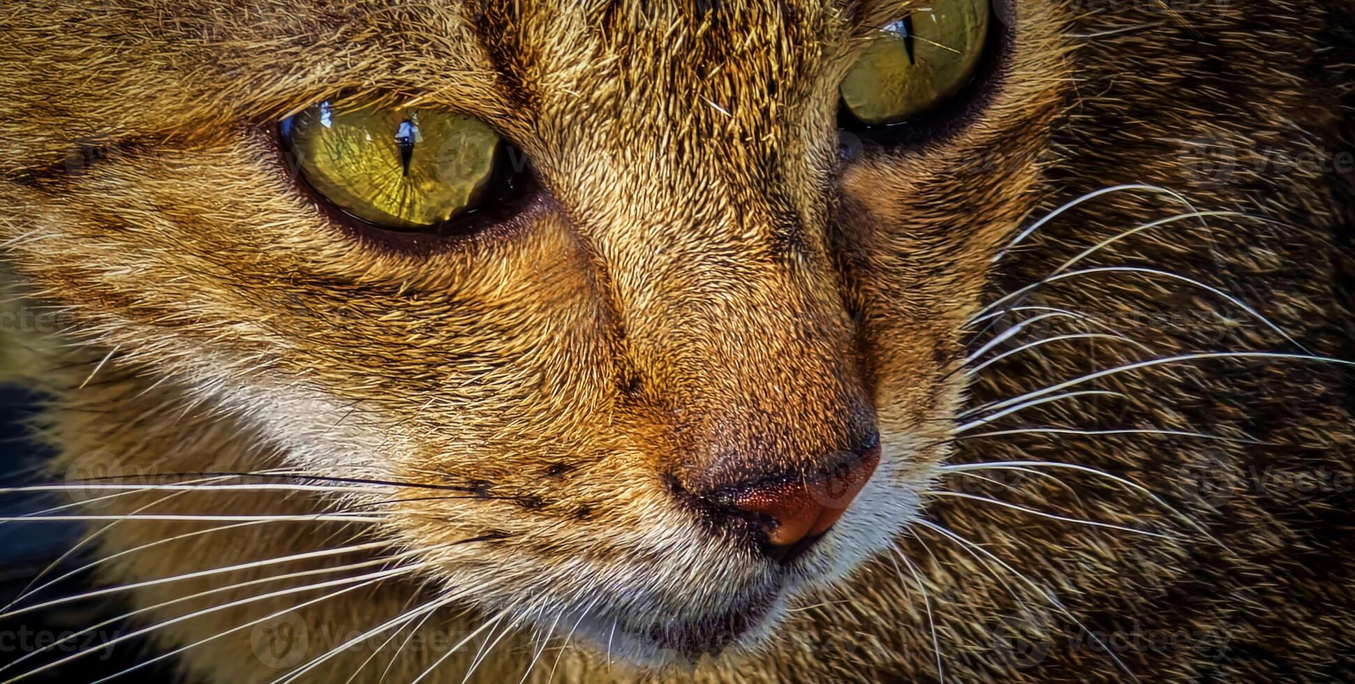 beautiful cute abandoned street cat with fluffy fur, a stray cat in the street photo