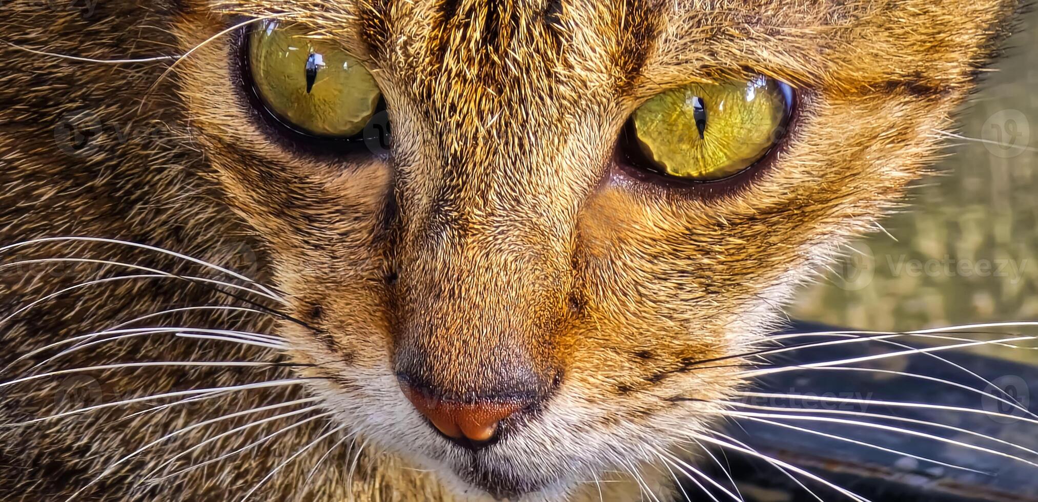 beautiful cute abandoned street cat with fluffy fur, a stray cat in the street photo