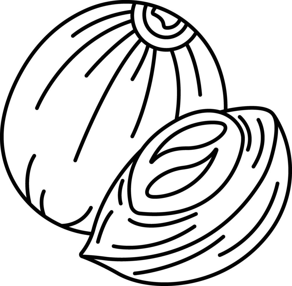 Nutmeg outline illustration vector