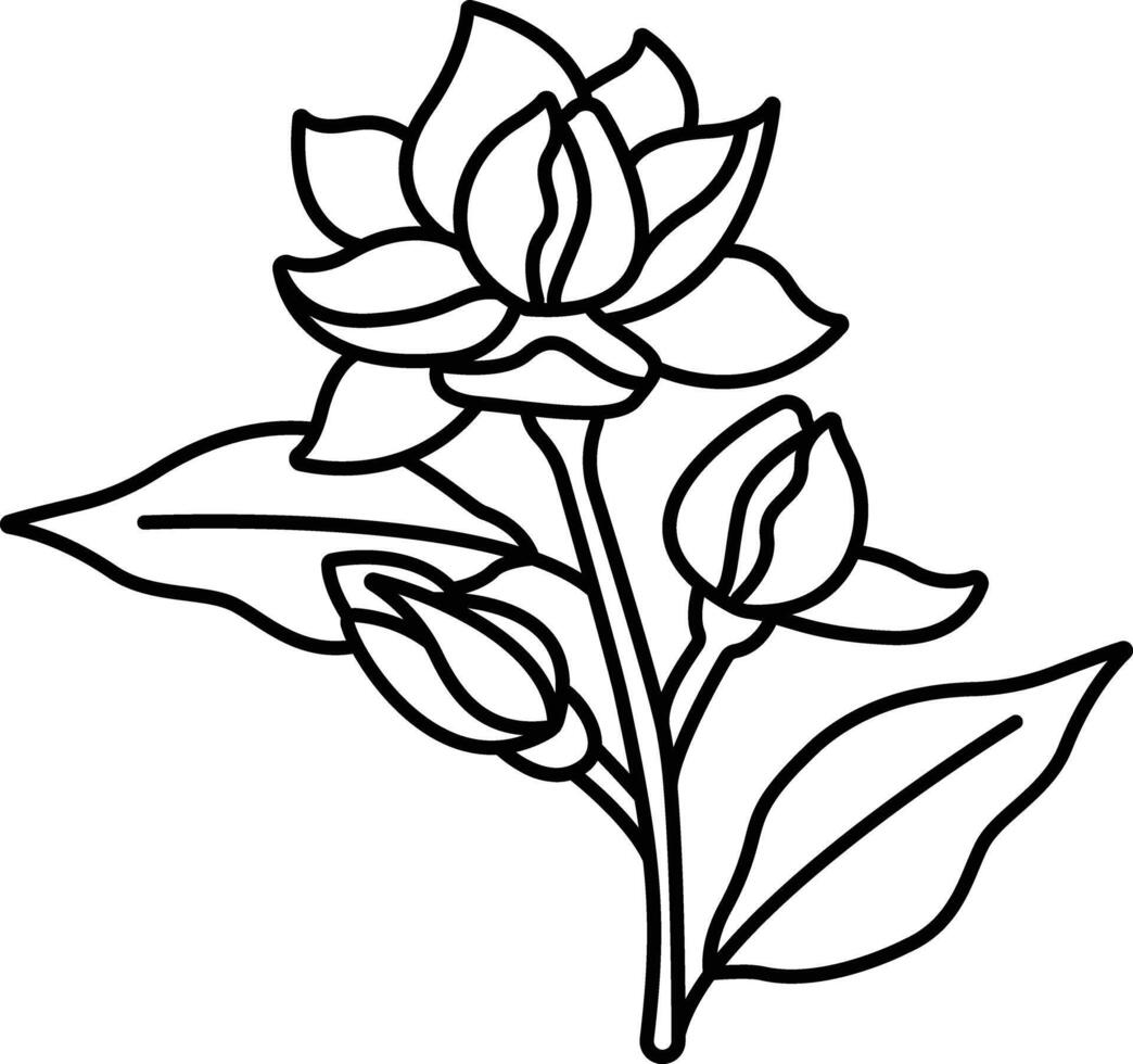 Jasmine flower outline illustration vector