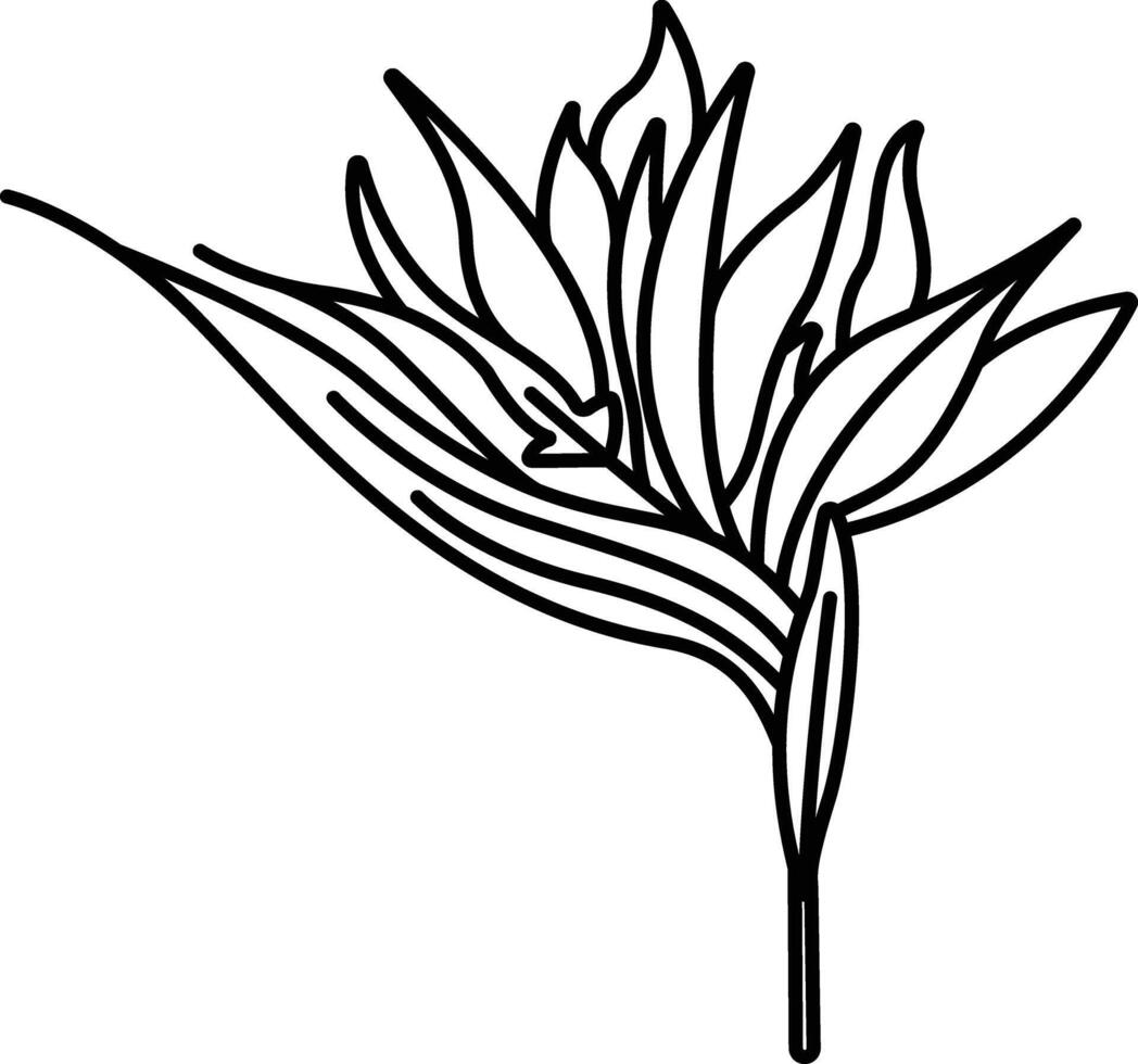 Strelitzia flower outline illustration vector