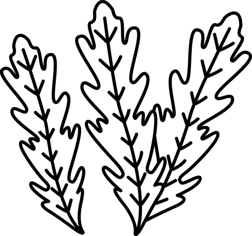 Arugula outline illustration vector