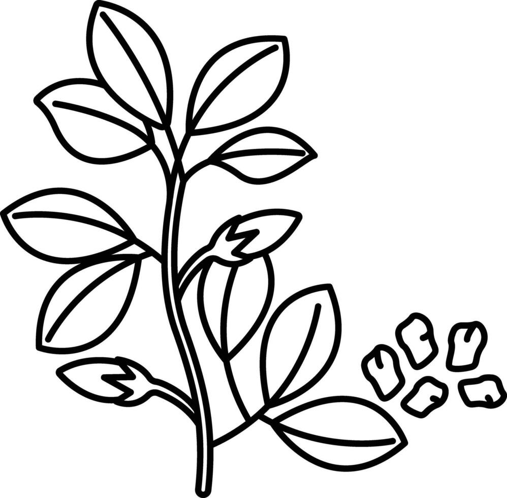 Dill outline illustration vector