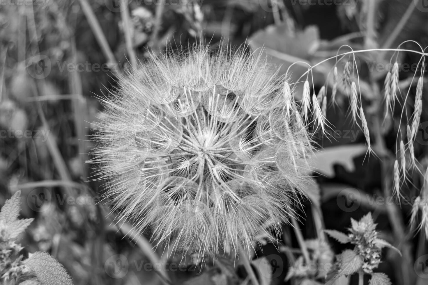 Beautiful wild growing flower seed dandelion on background meadow photo