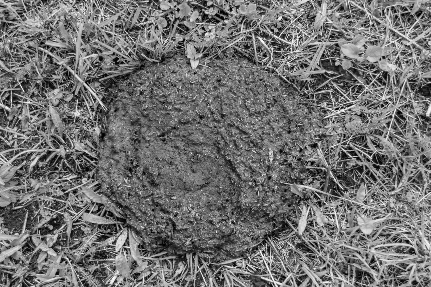 Photography on theme fresh cow dung lies on manure animal farm photo