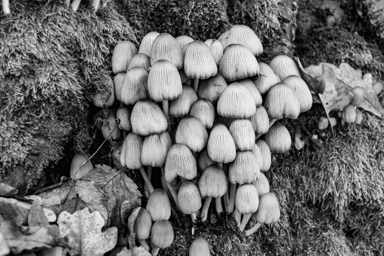 Photography to theme large beautiful poisonous mushroom in forest on leaves background photo