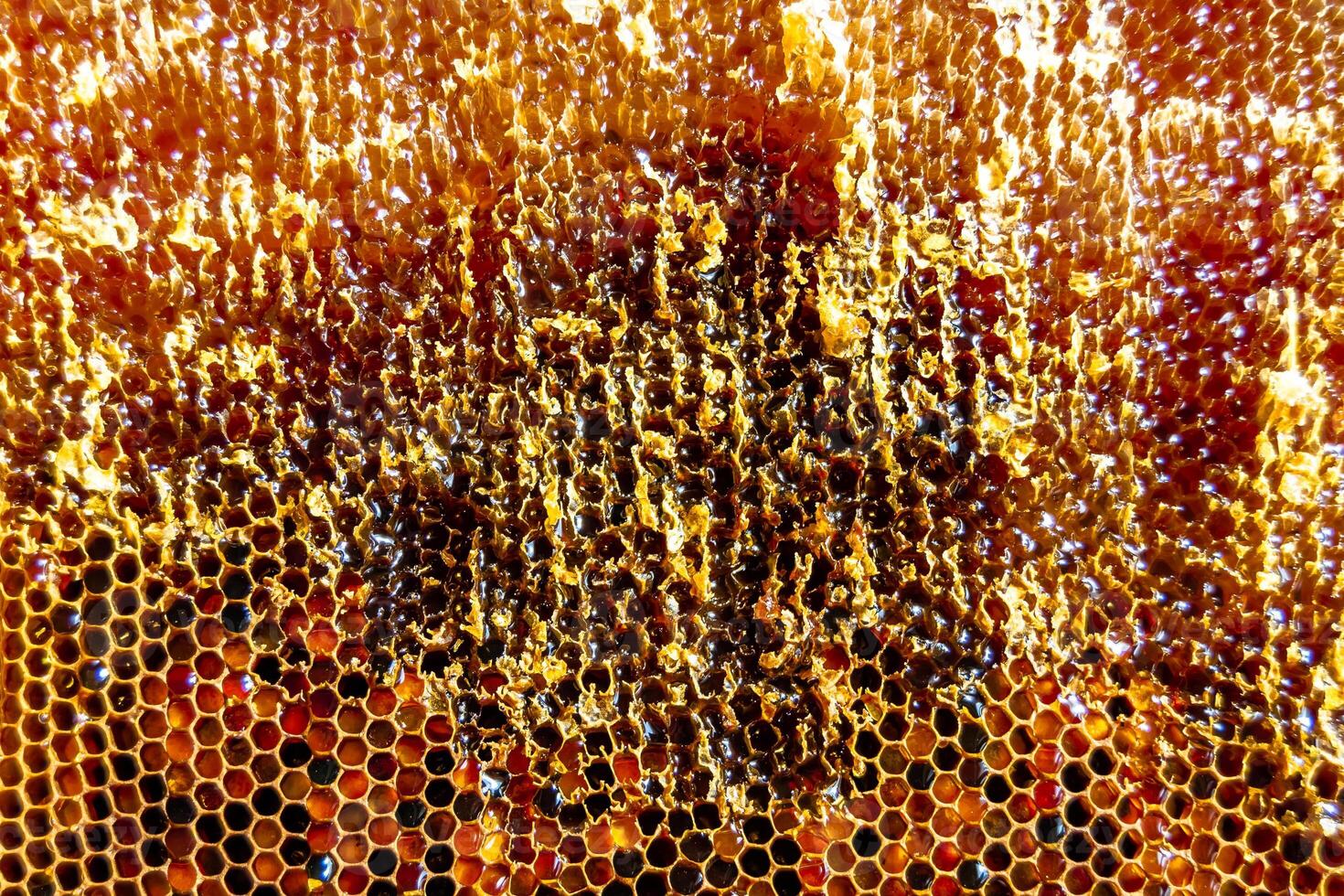 Drop of bee honey drip from hexagonal honeycombs filled with golden nectar photo