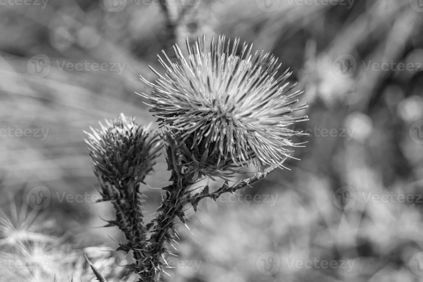 Beautiful growing flower root burdock thistle on background meadow photo