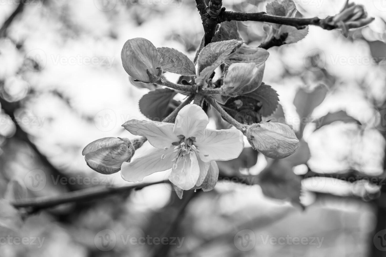 Photography on theme beautiful fruit branch apple tree with natural leaves under clean sky photo