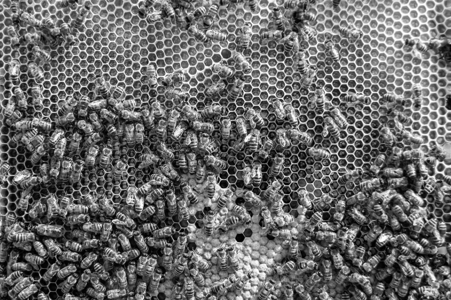 Abstract hexagon structure is honeycomb from bee hive filled photo