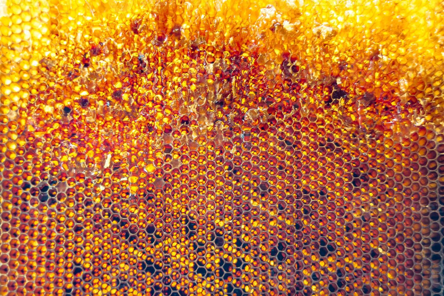 Drop of bee honey drip from hexagonal honeycombs filled with golden nectar photo