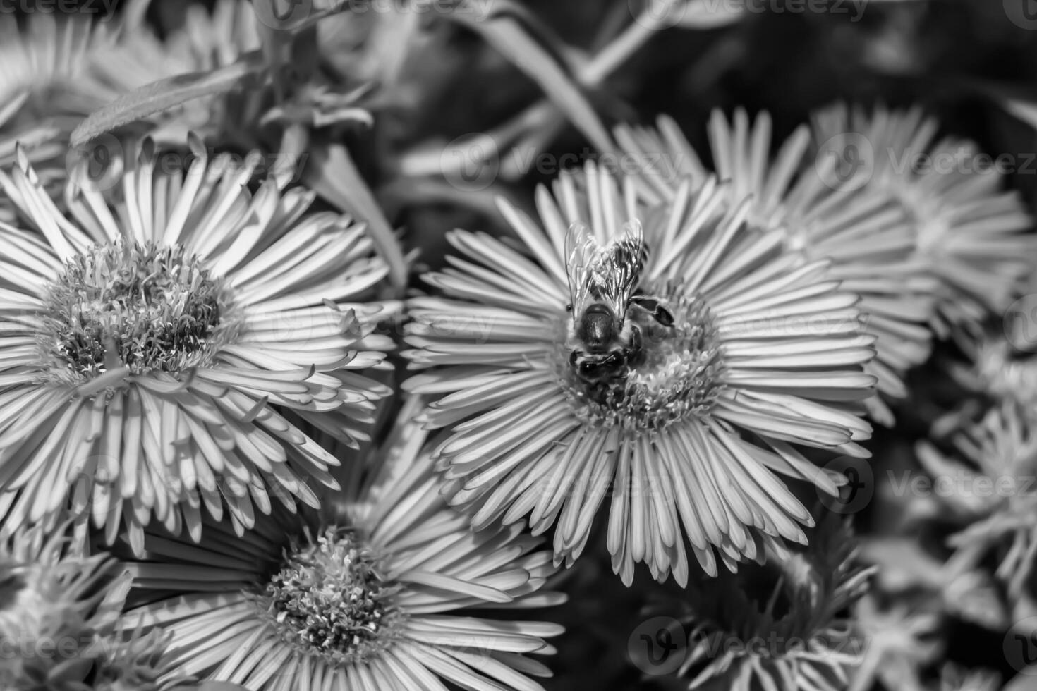 Beautiful wild flower winged bee on background foliage meadow photo