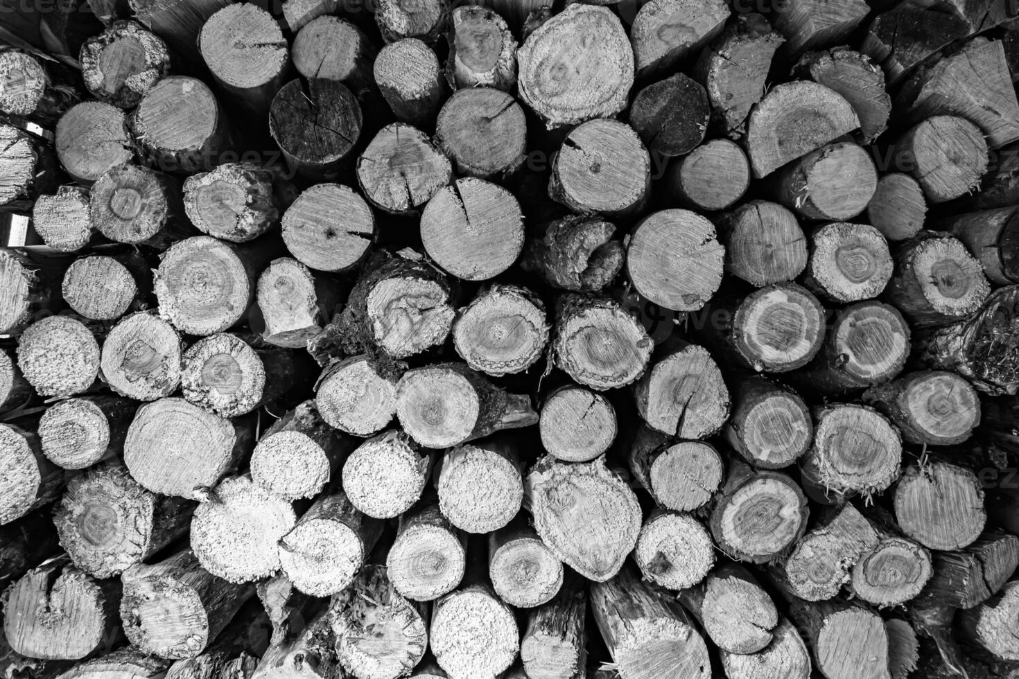 Photography on theme big wall of stacked oak tree logs in cracks photo