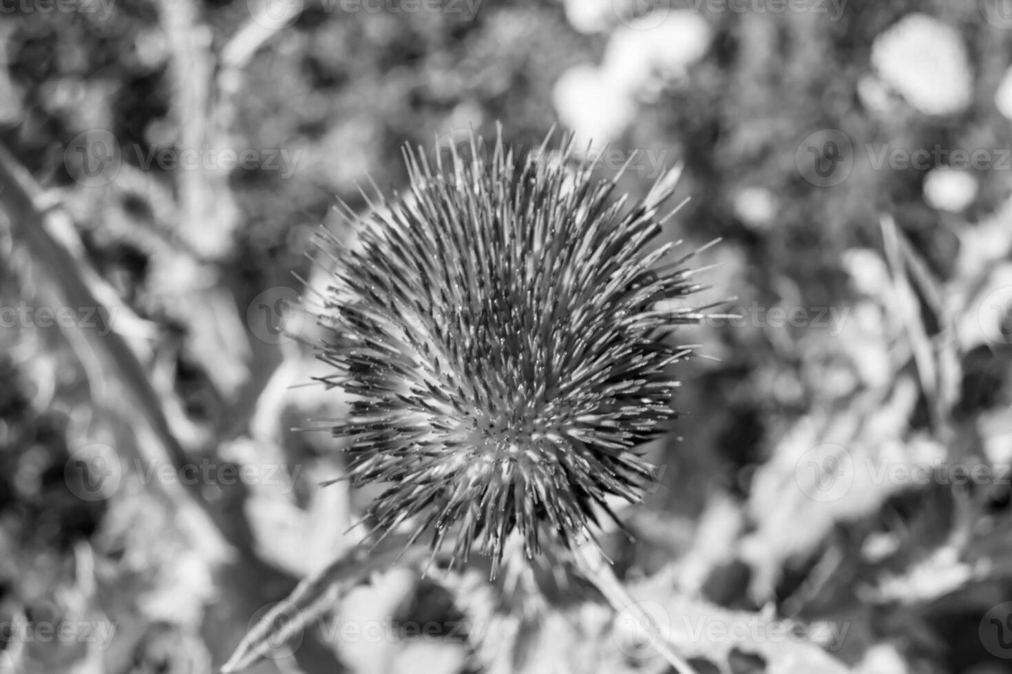 Beautiful growing flower root burdock thistle on background meadow photo