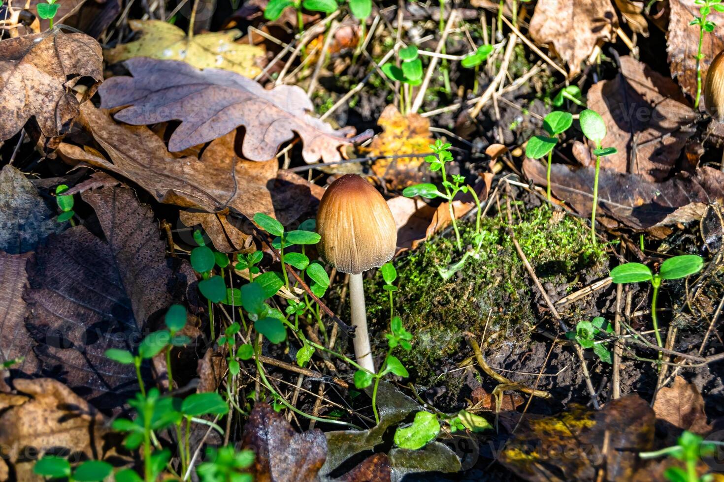 Photography to theme large beautiful poisonous mushroom in forest on leaves background photo