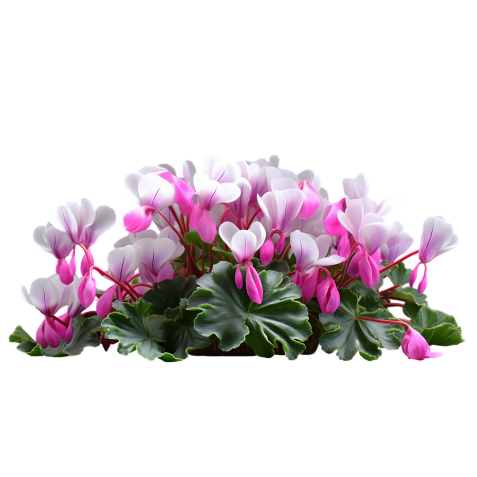 AI-Generated pink and white cyclamen flower on a transparent background png