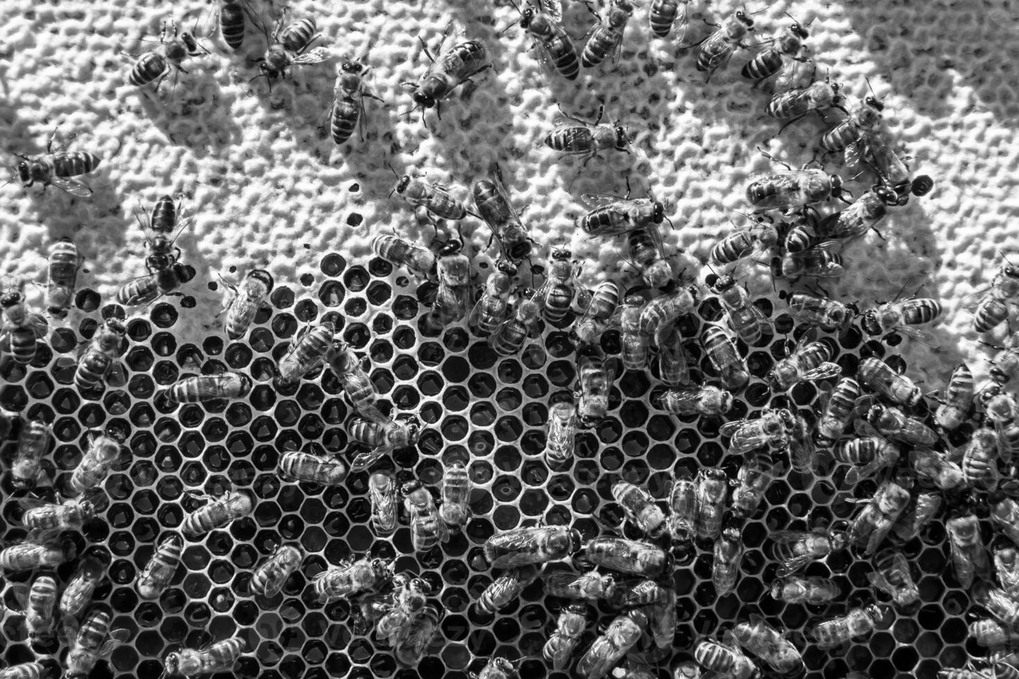 La estructura hexagonal abstracta es un panal de abejas lleno de colmena foto