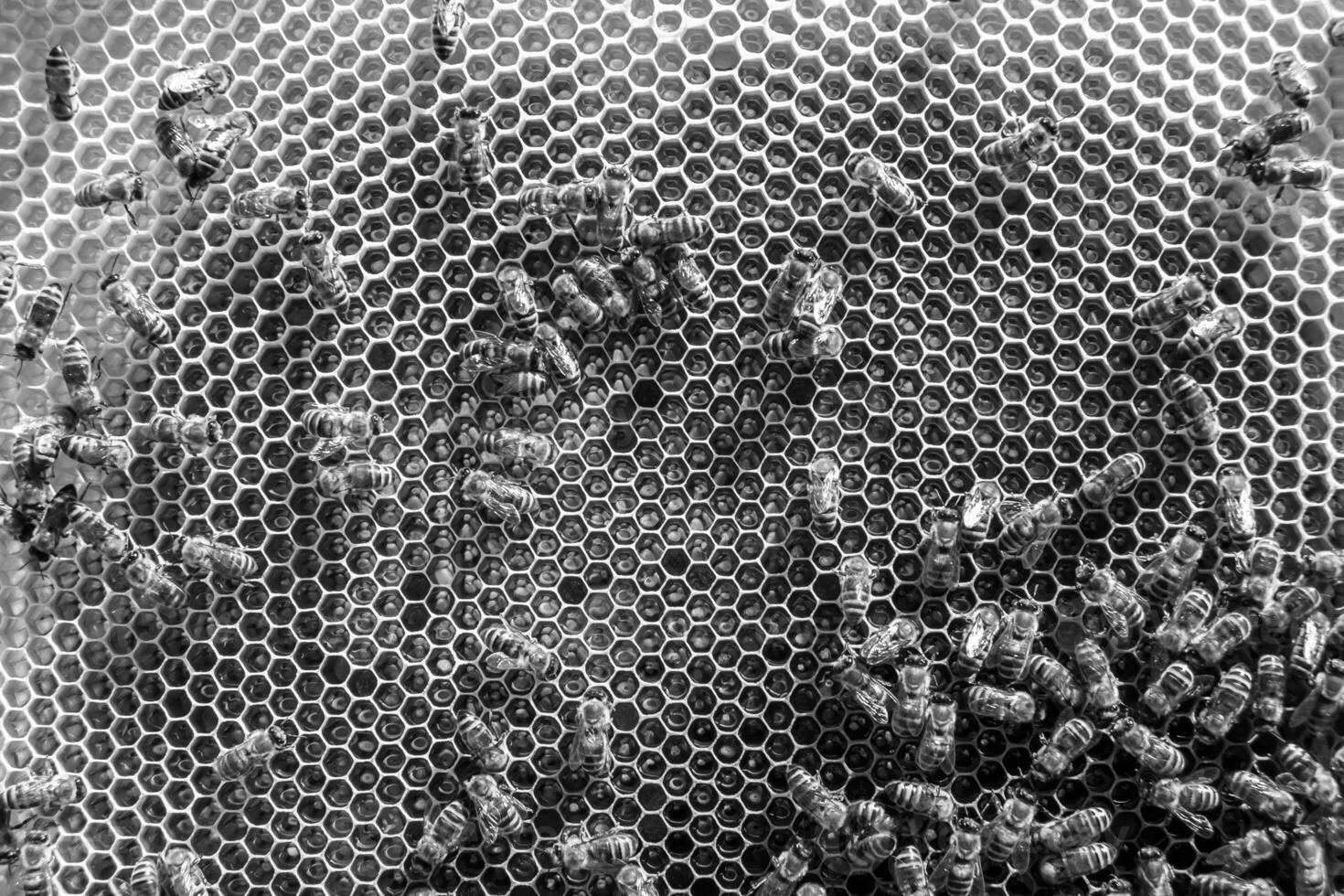 La estructura hexagonal abstracta es un panal de abejas lleno de colmena foto