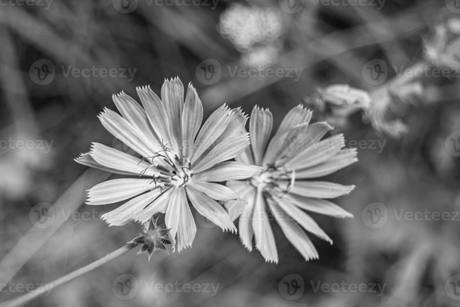 Beauty wild growing flower chicory ordinary on background meadow photo