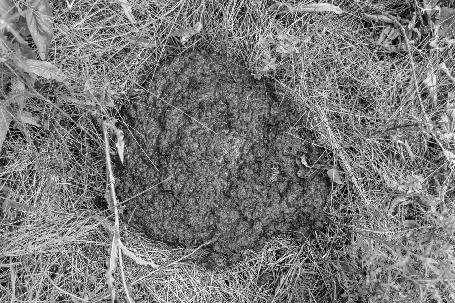 Photography on theme fresh cow dung lies on manure animal farm photo