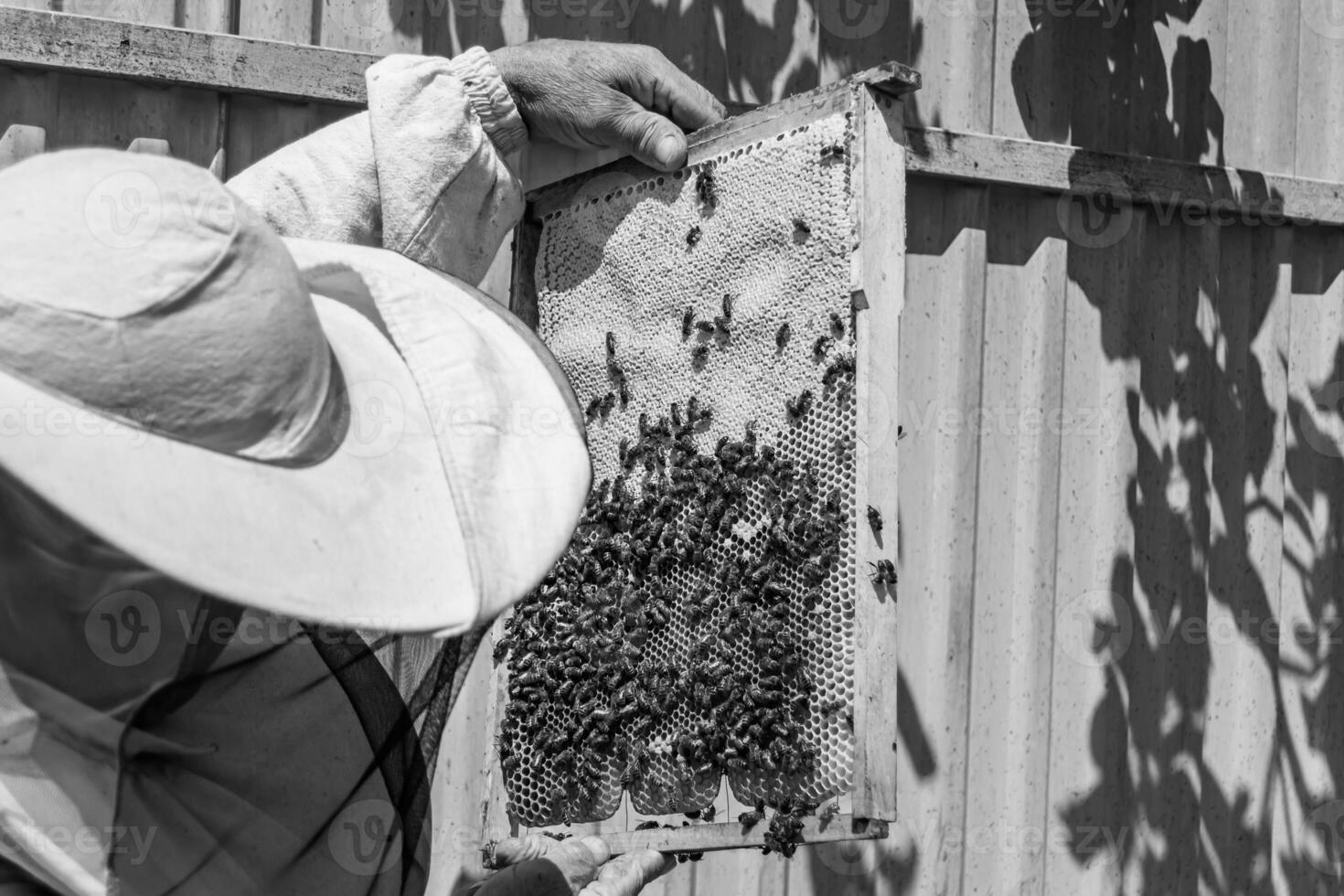 Winged bee slowly flies to beekeeper collect nectar on private apiary photo