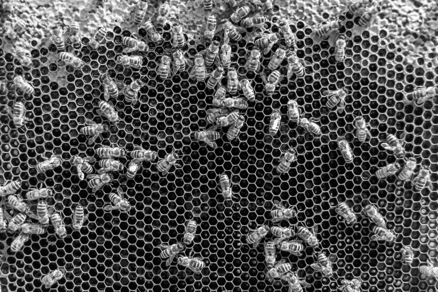 Abstract hexagon structure is honeycomb from bee hive filled photo