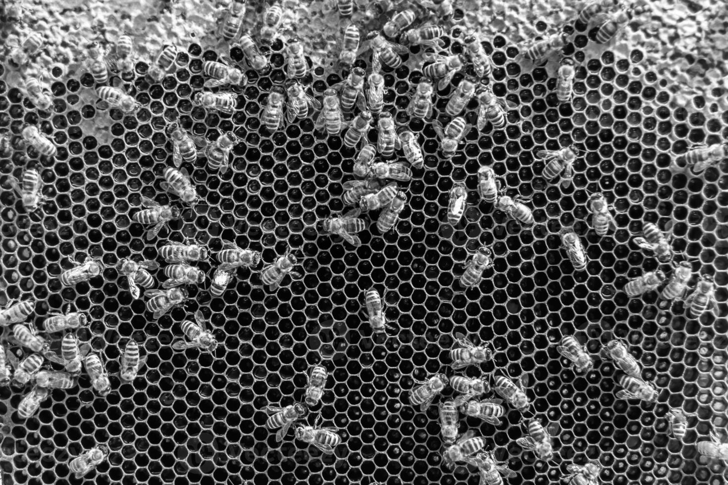 La estructura hexagonal abstracta es un panal de abejas lleno de colmena foto