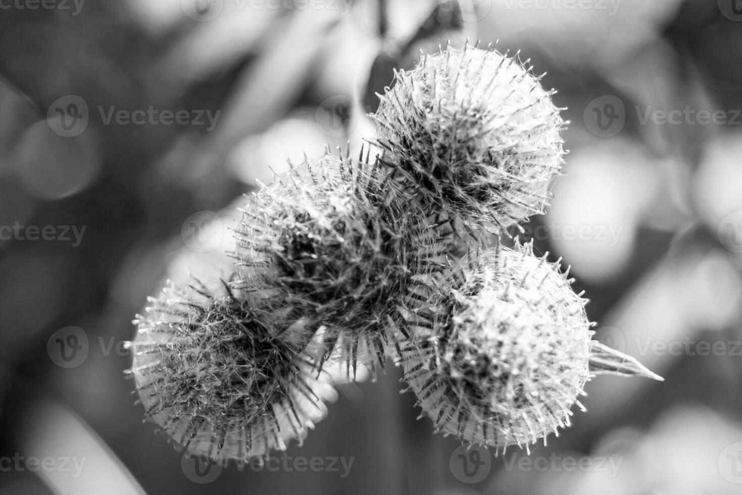 Beautiful growing flower root burdock thistle on background meadow photo