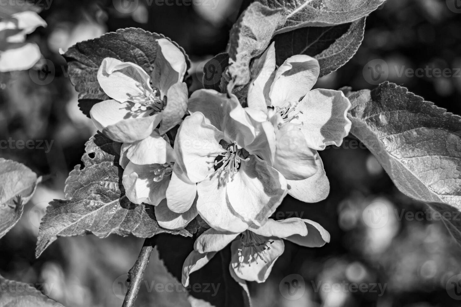 Photography on theme beautiful fruit branch apple tree with natural leaves under clean sky photo