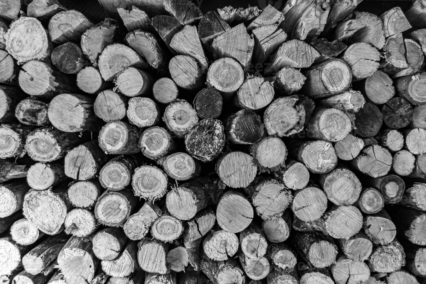 Photography on theme big wall of stacked oak tree logs in cracks photo